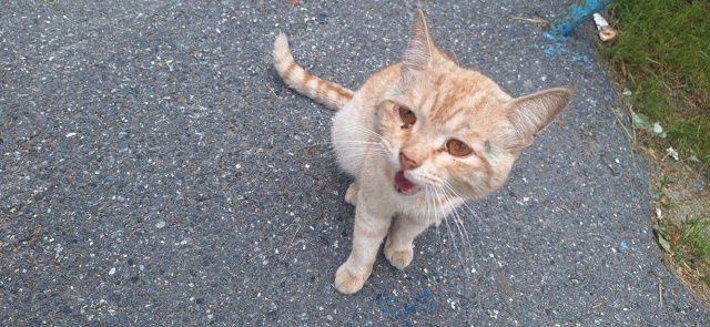 На солнечной 16 возле 2 подъезда кричит рыжий котик, вид?...