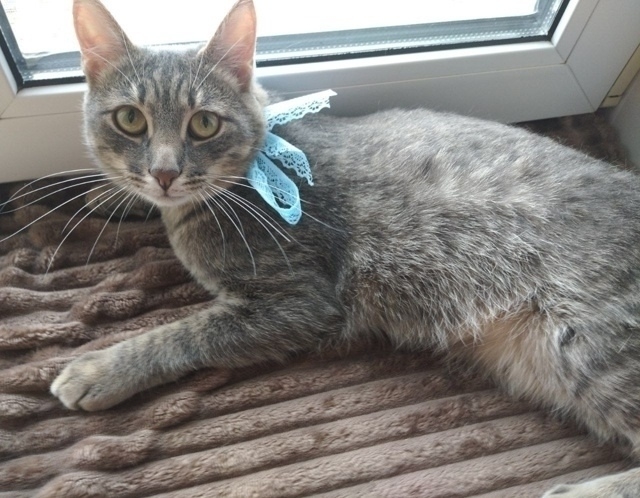 Вы верите в мИссию?💙🥺
Ощущение что этот котик прибы...