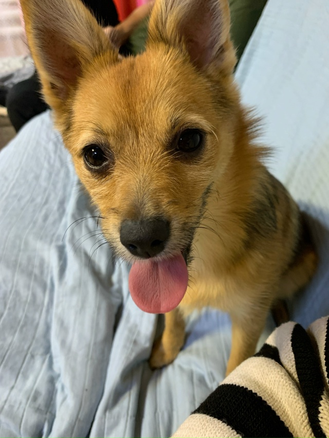 Здравствуйте !
Пропала собака по кличке Мася, 4 мес. В ра...