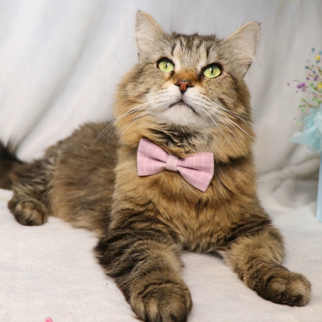 ⭐️Раф⭐️
Рафаэль - весьма харизматичный кот. Крупны?...