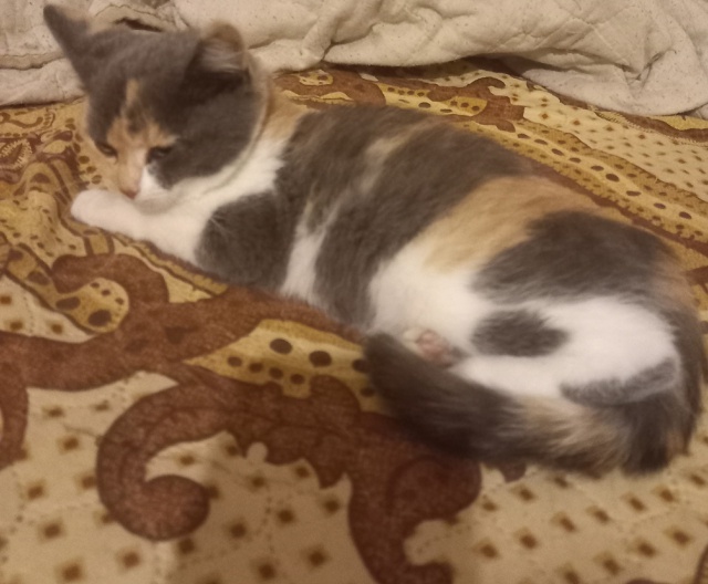 Добрый вечер))) Скажите пожалуйста чьи это котята бегаю...