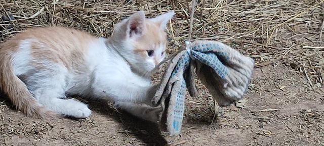 Милая очаровательная малышка ищет любящие ручки, Ласк?...