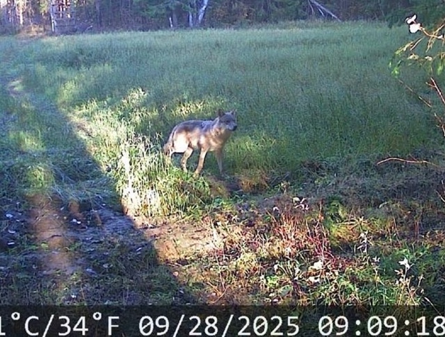 В Соликамском округе зафиксирован тревожный рост акти...