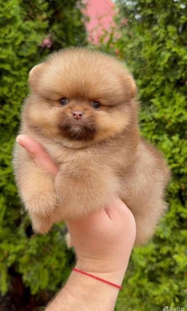 🐾 ЩЕНКИ ПОМЕРАНСКОГО ШПИЦА КОРОЛЕВСКОГО ТИПА 🐾
🌟 Эк...