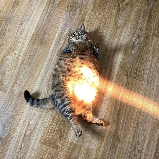 Внутри кoта — теплота,
И жизнь без кoта совсем не та