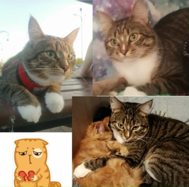 Пропал кот , Барсик. Потерялся в д. Дмитриево(Ковровски?...