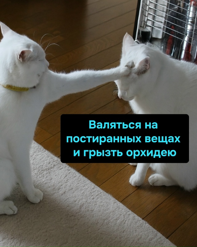 Так передаётся древняя сила беспричинного ора и внеза?...