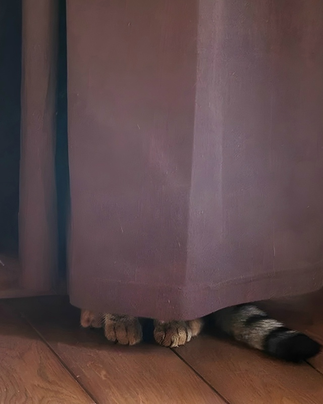 Не вижу никаких котов