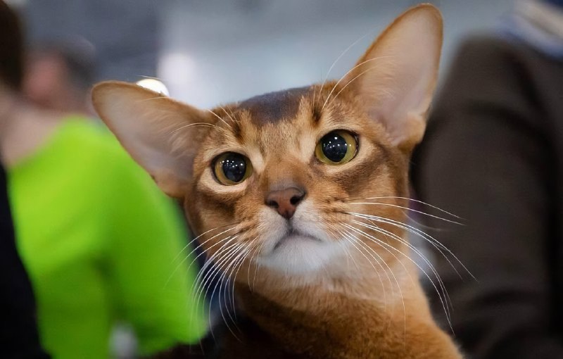 Абиссинский кот из России признан лучшим котом 2025 года по версии Всемирной федерации кошек
Кота з