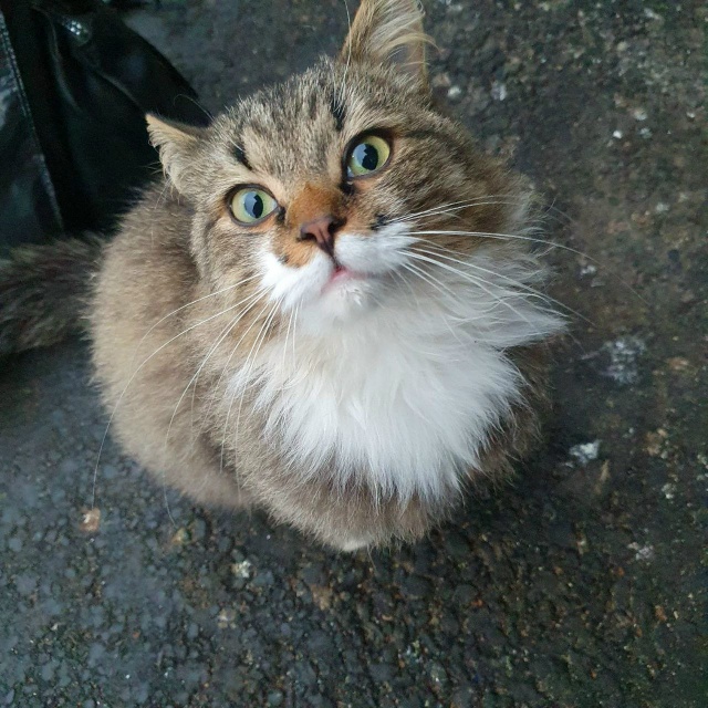 Вот такого красавчика бросили при переезде😢 неделю ж?...