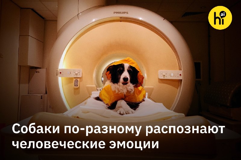 ❤️ Собаки по-разному распознают человеческие эмоции
Исследователи приучили 14 питомцев спокойно леж