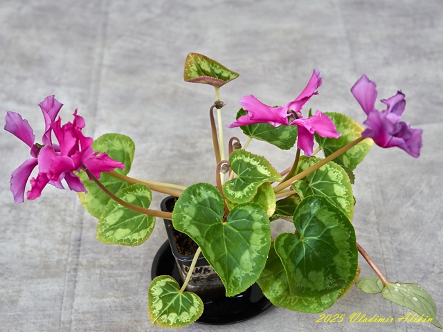 Балконные ))), хвастайте своими )!