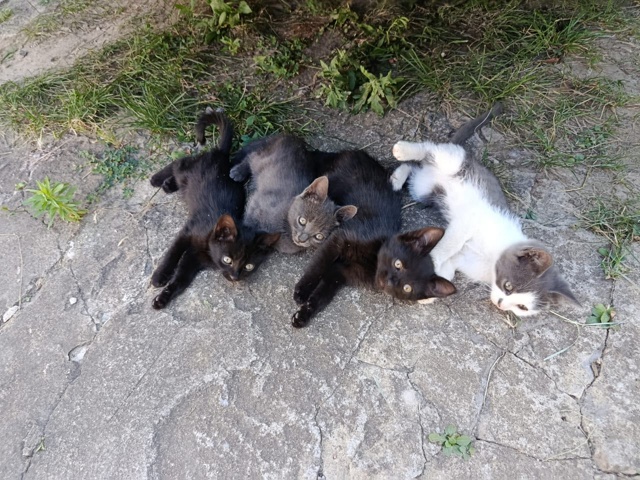 Отдам котят в добрые руки три пацана одна девочка. Сера...