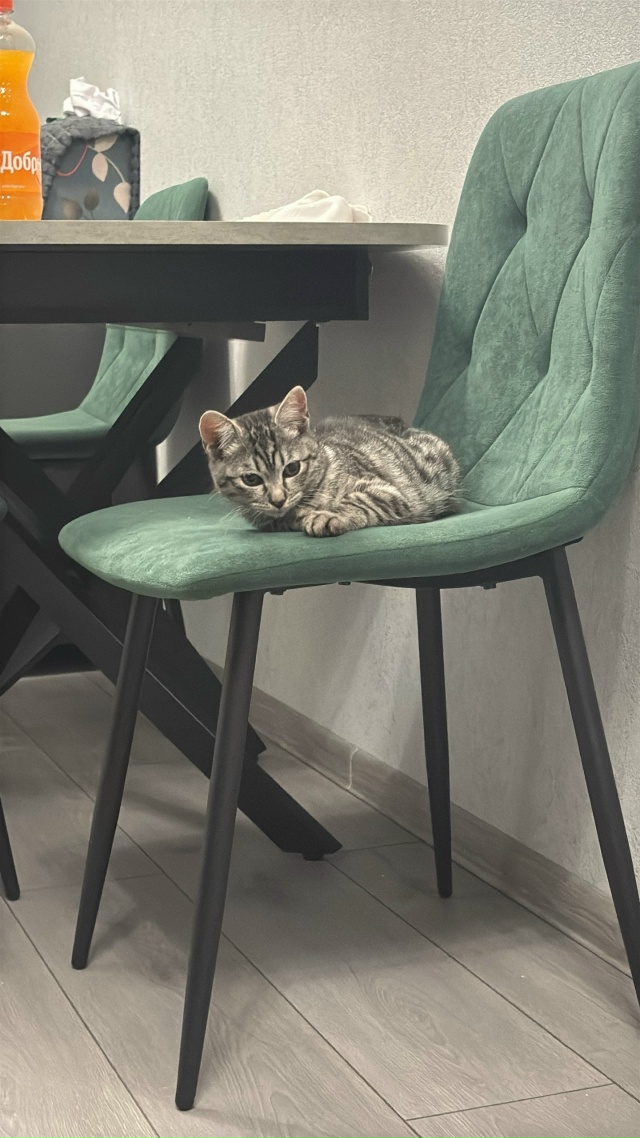 Графит ищет в Можайске новый дом и заботливых хозяев! ...