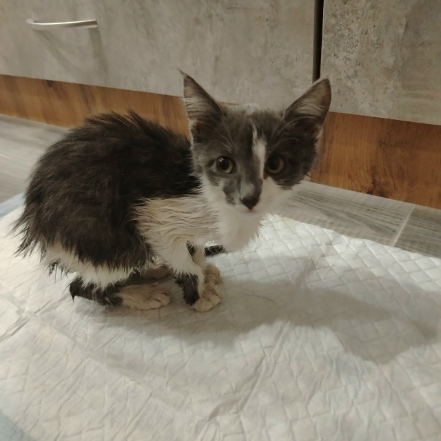 Добрый день! Дочка спасла котёнка, уличный, девочка вро...