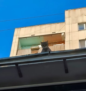 🐱 В Орске за ремонтом центральной библиотеки следит м...