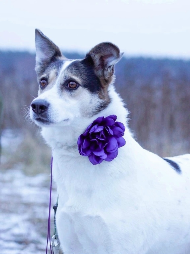 Вита ищет в Можайске хозяина!
Где ты её человек???
Почт?...