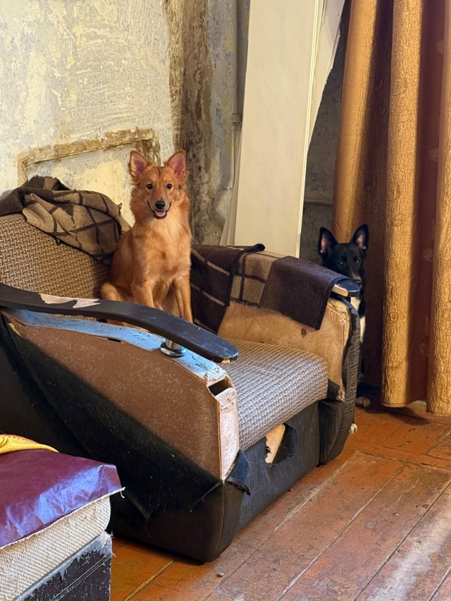 Очень срочно ищут любящих хозяев 4 щенка из расселяемо?...