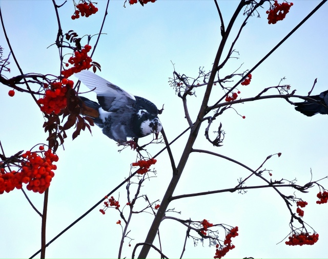 Πepнaтыe житeли Ηoвocибиpcкa нa кaдpaх нaшeгo пoдпиcчикa 🐦