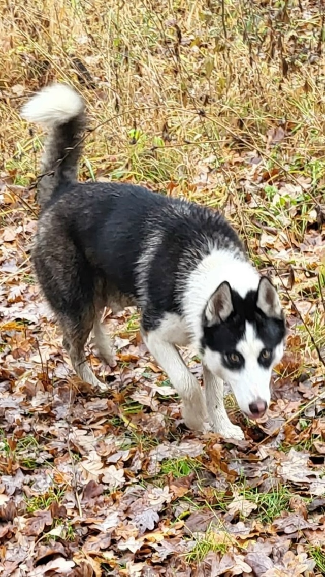 Жигулевск
На конечной Александровского поля бегает х?...