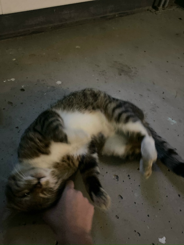 добавление про котика.Сейчас он живет в з парадной на Ч...