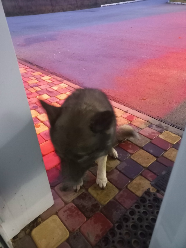 Ваши вопросы.
1⃣ Есть ли в Добрянке кинологи?
Которые ?...