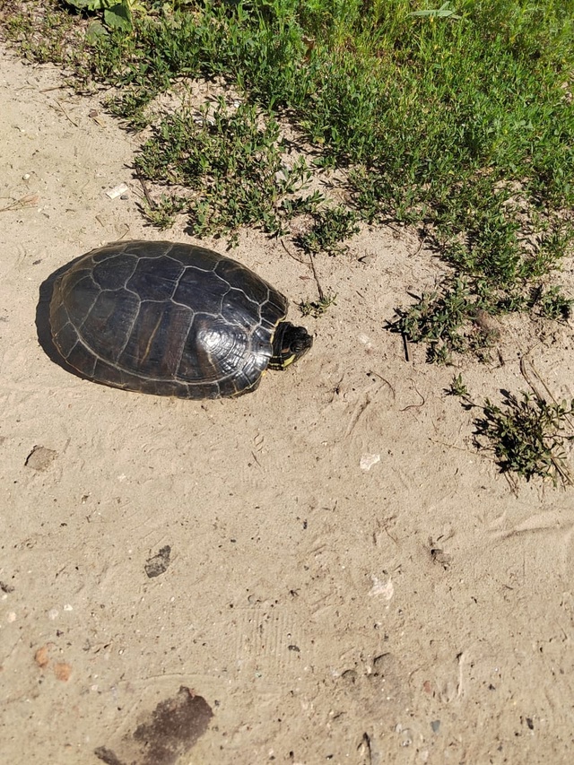 🐢 Найдена черепаха
По адресу: Ковров-8, д. 19. Отдам хоз...