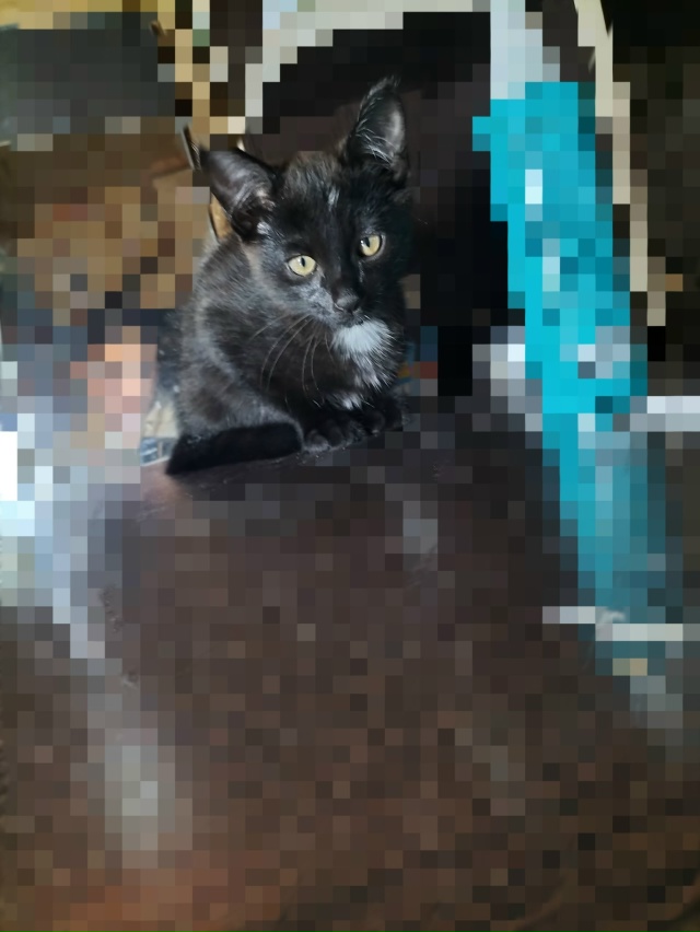 Потерялся кот!
Зовут Барсик, 4 месяца, чёрненький с белы...