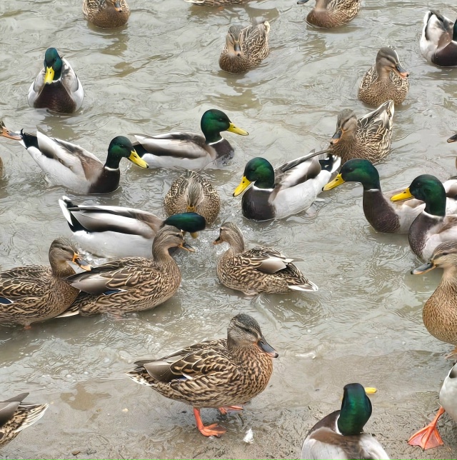 Уточки на пруду в Балатовском парке. Фото Love Yawa