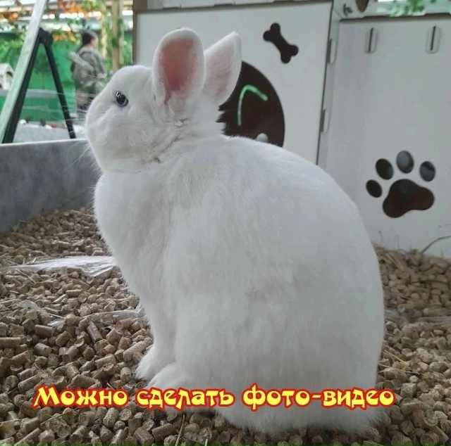 Воронеж, приглашаем посетить мимимишную и пушистую вы...