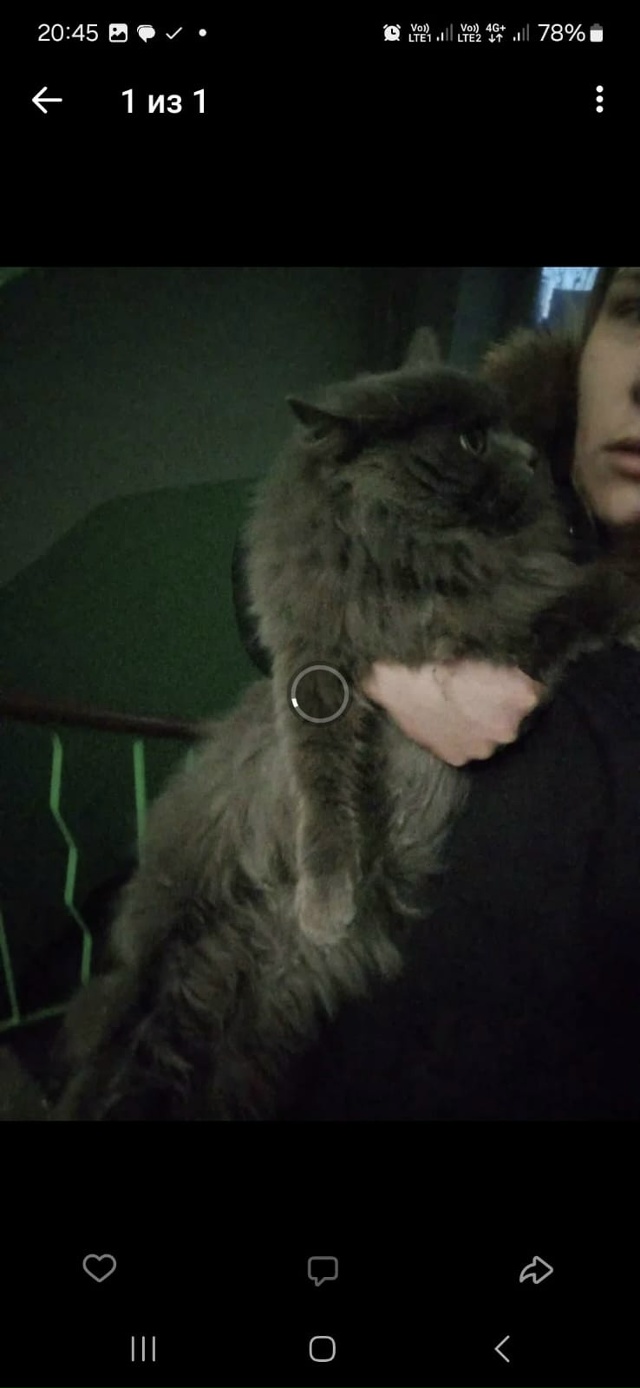 Срочно сос котик завтра может оказаться на улице. Пожа?...