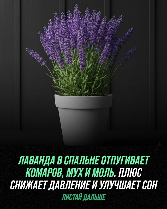 Комнатные растения — это не просто элемент декора, но ?...