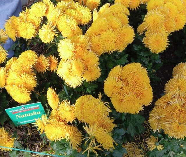 Никитский Ботанический сад
Бал Хризантем 2025г
Фото: Ко?...