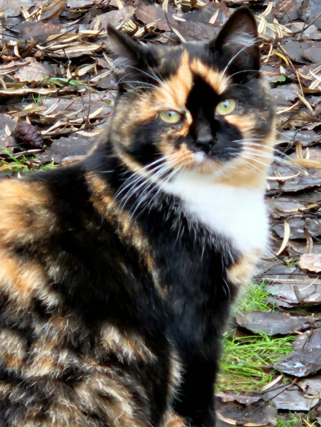 Админ, пожалуйста, опубликуй) посмотрите какая красави...