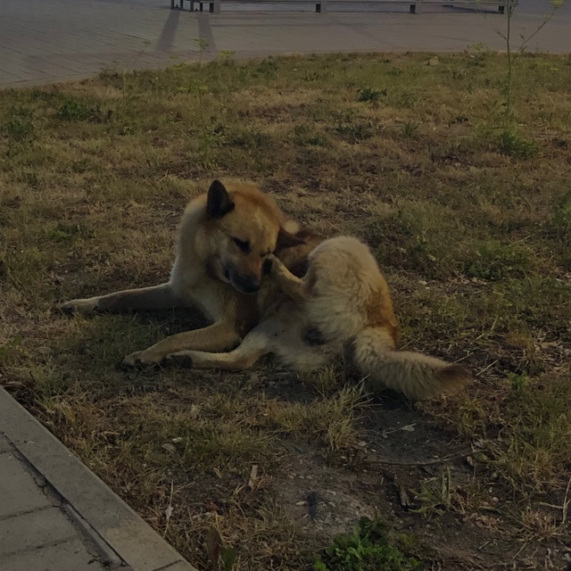 Замечали этого пёсика в центре? Каждый день мне на глаз...