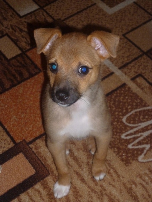 РАЗЫСКИВАЕТСЯ !!! ЗОВУТ ТИМ. ЛЮБИМ И ЖДЁМ. Нашедшему воз...