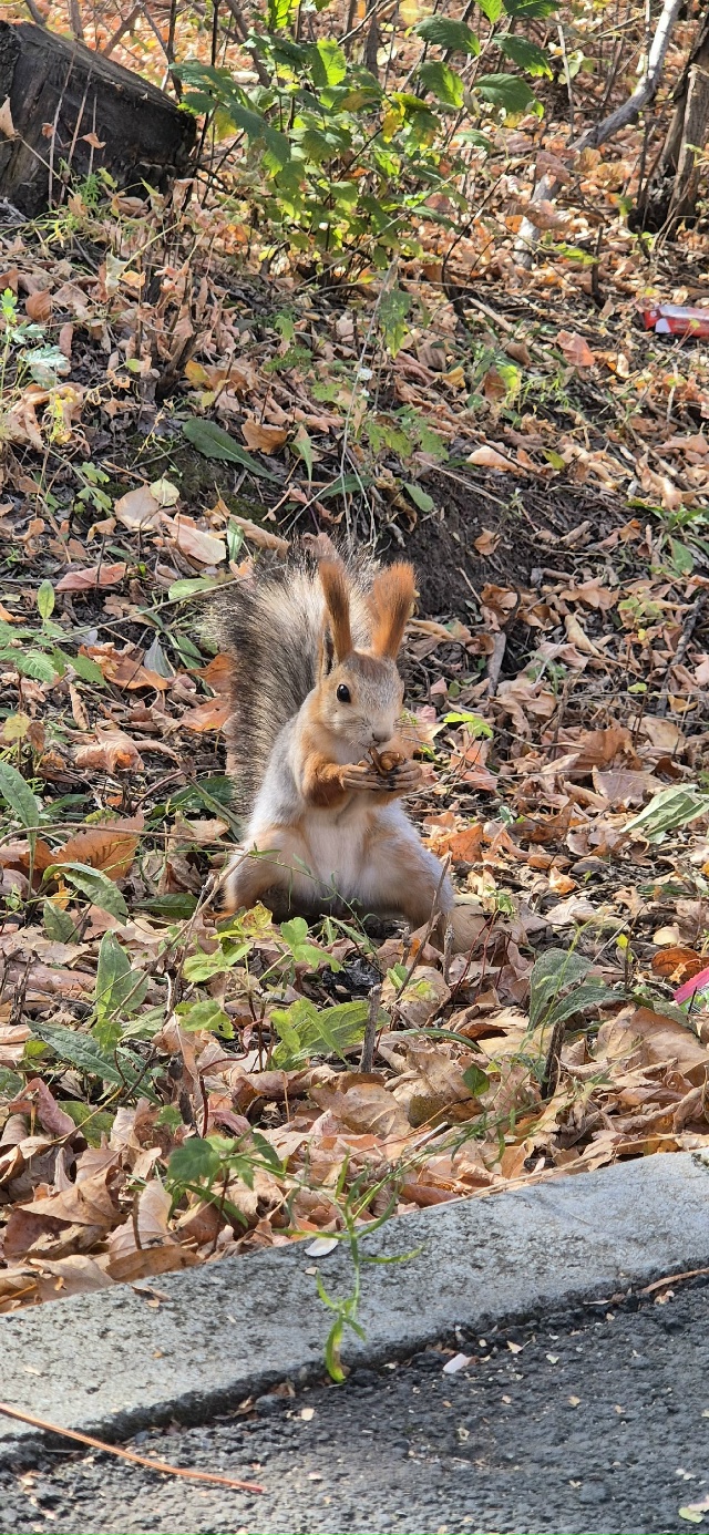🐿🐿🐿 Белочки-красотки в парке Строителей 🍂🍂🍂
Фот...