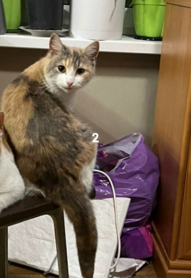 #ПотерялиНашлиПомогите
1 Найдены ключи. Потеряшка ждё...