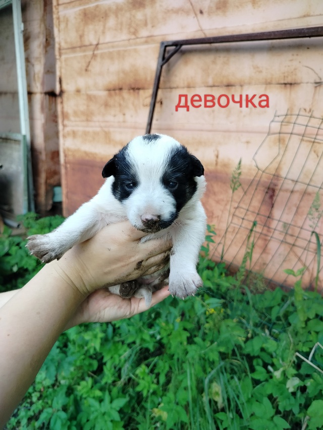 СРОЧНО!ПОЖАЛУЙСТА, ПОМОГИТЕ РАСПРОСТРАНИТЬ!Ищут самые...