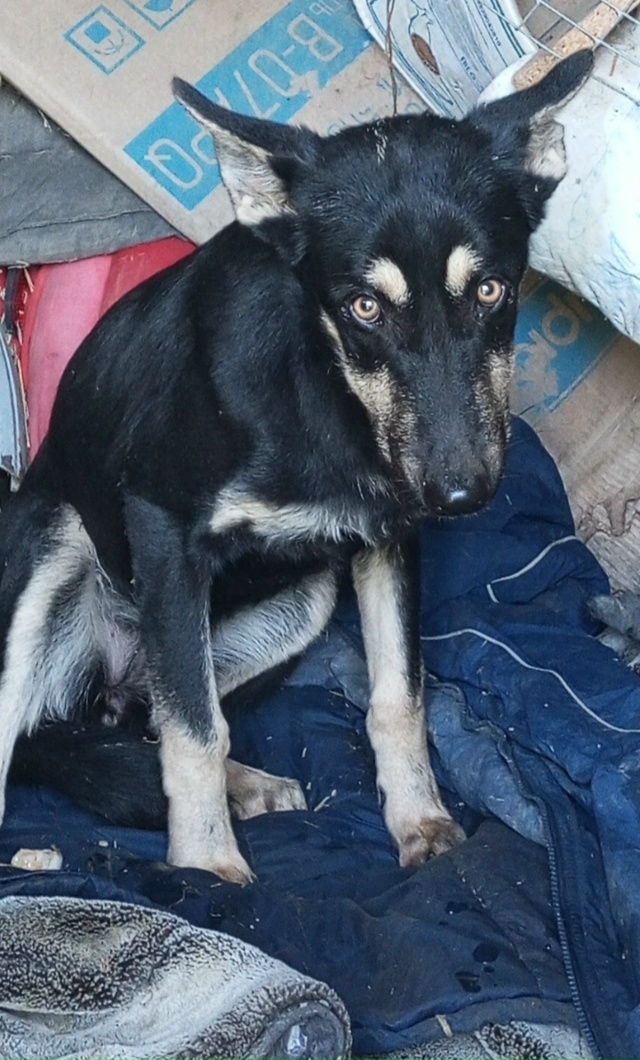 Здравствуйте.
Прибилась собака, подросток, девочка, в с...