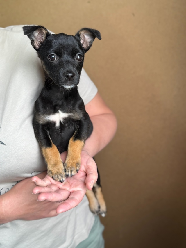 Пристраивается в заботливые руки, предпочтительно без...