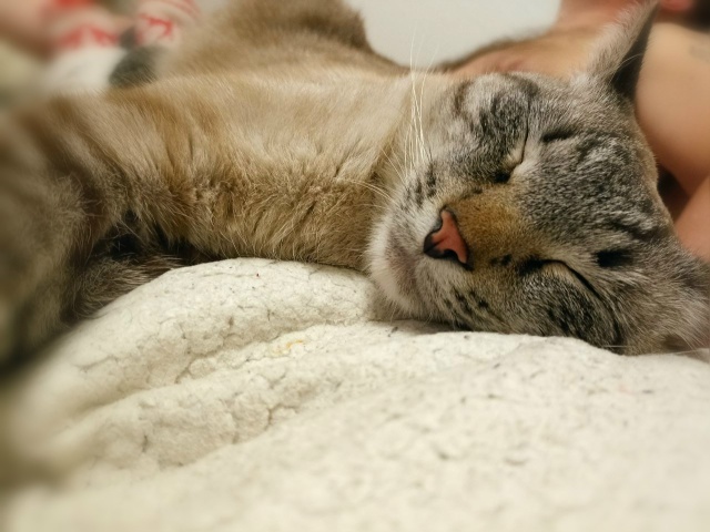 Кот Арбуз 🐈🍉