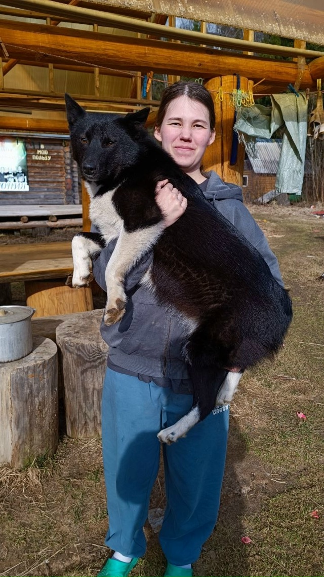 Продолжаются поиски. Пропала собака русско европейска...