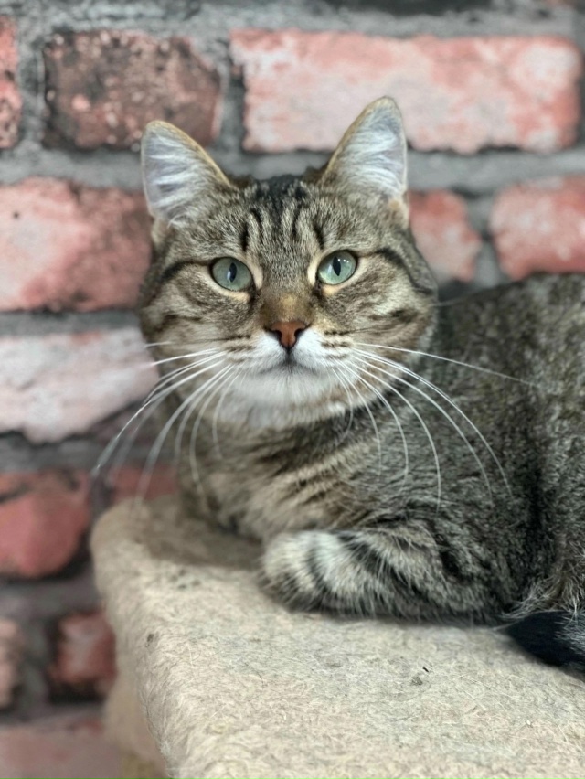 🦁Рубрика «Животные» #Животные@podslushanoperm
⠀
1) Котик окол...