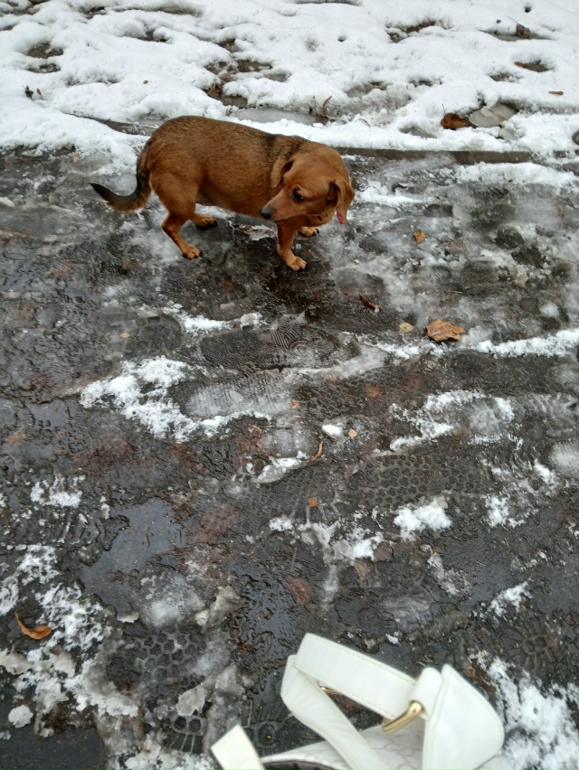 Чья бегает около памятника Чоглокова? Ей очень холодн...