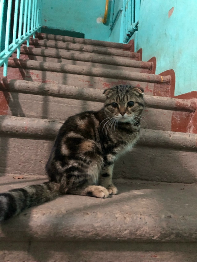 Животные
1. Нашему очаровательному малышу срочно нуже?...