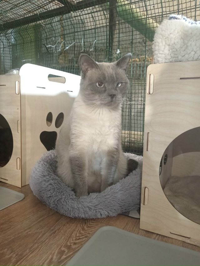 🐾✨ Веня ищет дом🐱
Вероятнее всего, он был выброшен ?...