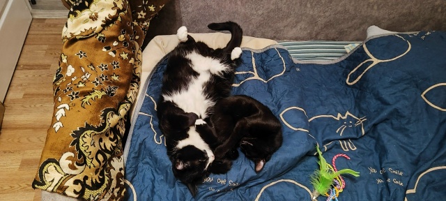 Чёрно-белое! 1 фото Котофей и Мурёнка, 2 - Рей и Бонька)