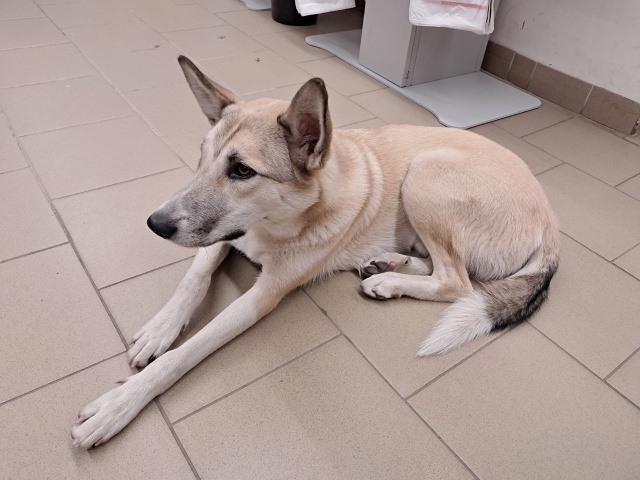 Чей питомец потерялся? 02.10 целый день пролежал в магнит...