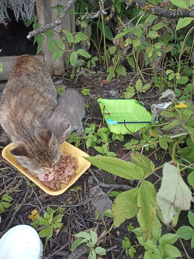 Котята ищут дом
Поможем со стерилизацией
89105216491
